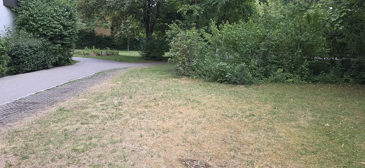 Dry grass in a residential green space in Munich during the July 2026 drought
