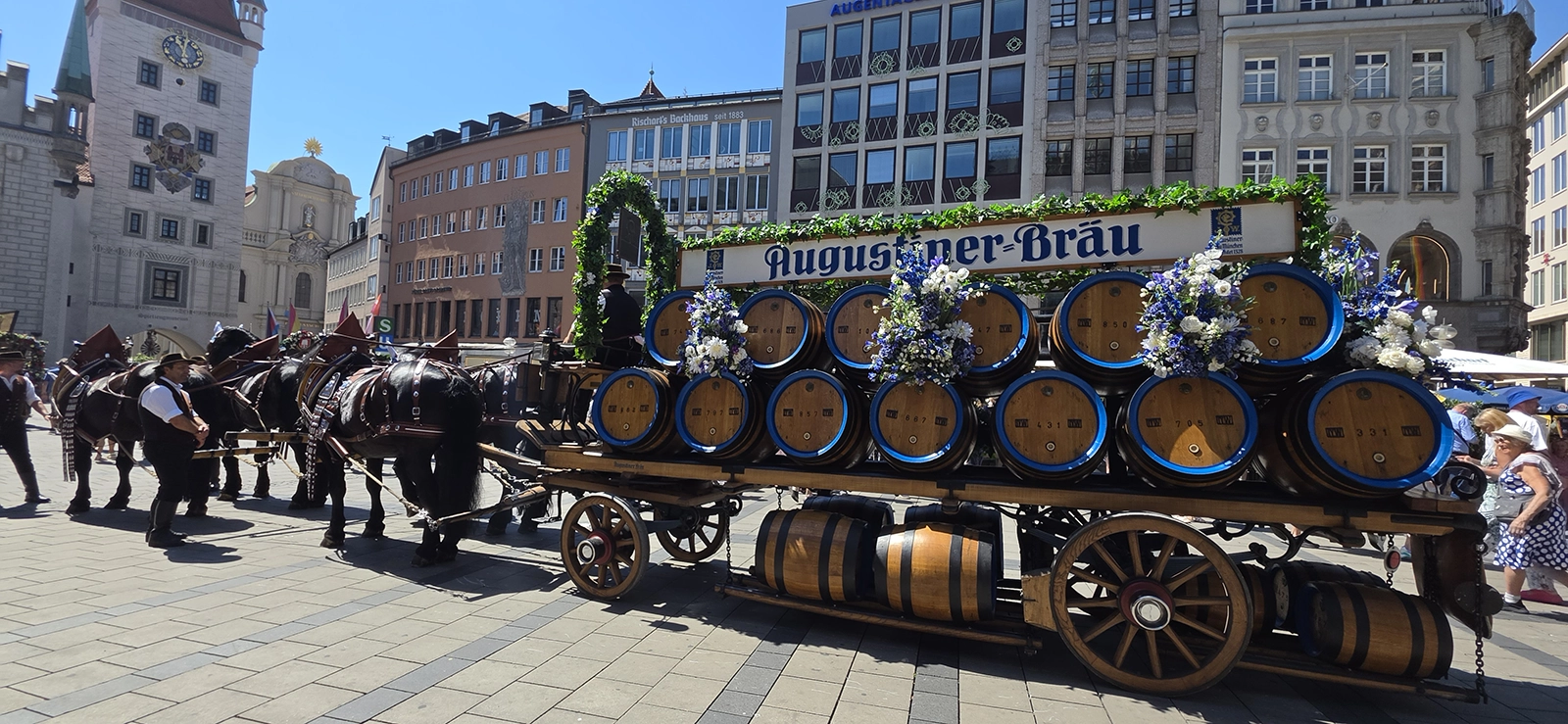 Augustiner beer wagon with horses at Münchner Brauertag in Munich in June 2026
